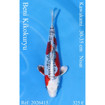 Koi Japon Nisai Beni Kikokuryu eleveur Kawakami 30-35 cm
