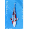 Koi Japan Nisai Beni Kikokuryu kweker Kawakami 30-35 cm
