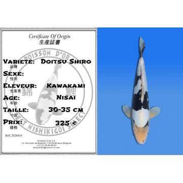 Koi Japan Nisai Doitsu Shiro kweker Kawakami 30-35 cm