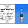 Koi Japon Nisai Doitsu Shiro eleveur Kawakami 30-35 cm