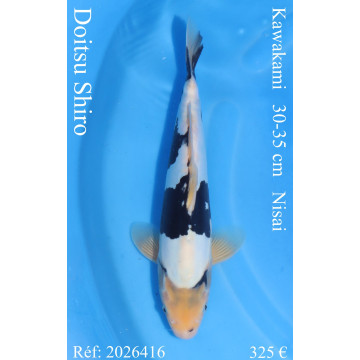 Koi Japon Nisai Doitsu Shiro eleveur Kawakami 30-35 cm
