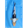 Koi Japan Nisai Doitsu Shiro kweker Kawakami 30-35 cm