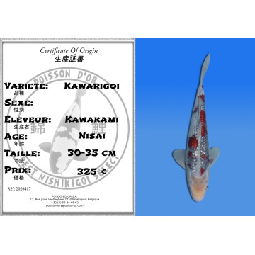 Koi Japan Nisai Kawarigoi kweker Kawakami 30-35 cm