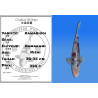 Koi Japan Nisai Kawarigoi kweker Kawakami 30-35 cm