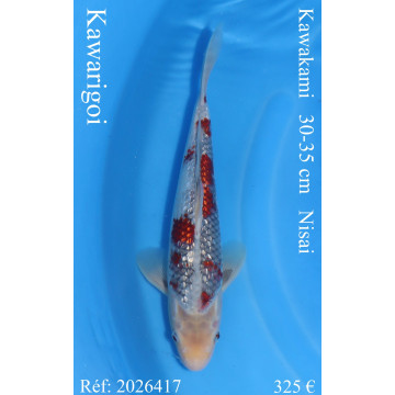 Koi Japan Nisai Kawarigoi kweker Kawakami 30-35 cm