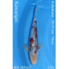 Koi Japan Nisai Kawarigoi kweker Kawakami 30-35 cm