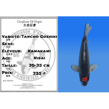 Koi Japan Nisai Tancho Goshiki kweker Kawakami 30-35 cm