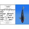 Koi Japan Nisai Tancho Goshiki kweker Kawakami 30-35 cm