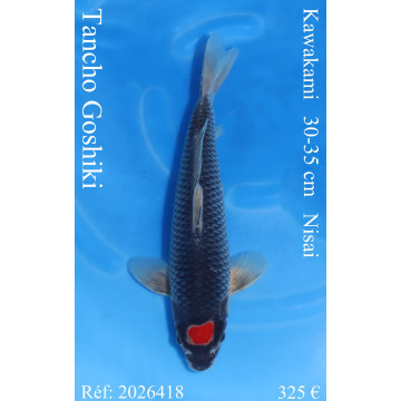 Koi Japan Nisai Tancho Goshiki kweker Kawakami 30-35 cm