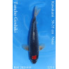 Koi Japan Nisai Tancho Goshiki kweker Kawakami 30-35 cm