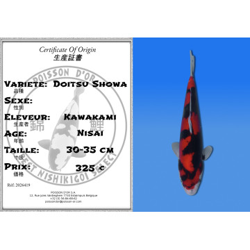 Koi Japon Nisai Doitsu Showa eleveur Kawakami 30-35 cm