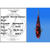 Koi Japan Nisai Doitsu Showa kweker Kawakami 30-35 cm