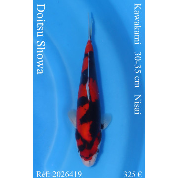Koi Japan Nisai Doitsu Showa kweker Kawakami 30-35 cm