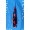 Koi Japan Nisai Doitsu Showa kweker Kawakami 30-35 cm