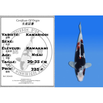 Koi Japan Nisai Kawarigoi kweker Kawakami 30-35 cm