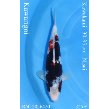 Koi Japan Nisai Kawarigoi kweker Kawakami 30-35 cm