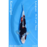 Koi Japan Nisai Kawarigoi kweker Kawakami 30-35 cm