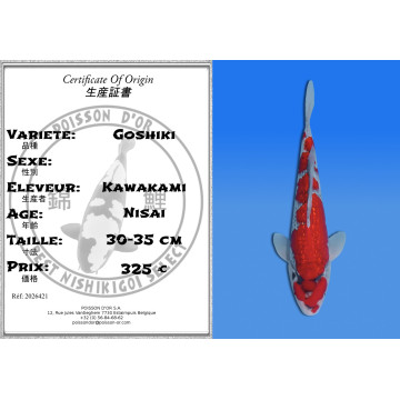 Koi Japan Nisai Goshiki kweker Kawakami 30-35 cm