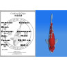Koi Japon Nisai Goshiki eleveur Kawakami 30-35 cm