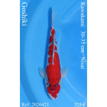 Koi Japan Nisai Goshiki kweker Kawakami 30-35 cm