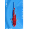 Koi Japon Nisai Goshiki eleveur Kawakami 30-35 cm