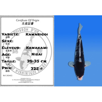 Koi Japan Nisai Kawarigoi kweker Kawakami 30-35 cm