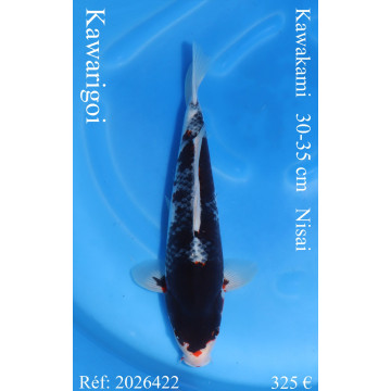 Koi Japan Nisai Kawarigoi kweker Kawakami 30-35 cm