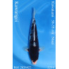 Koi Japan Nisai Kawarigoi kweker Kawakami 30-35 cm