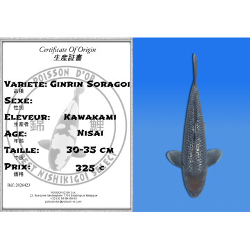 Koi Japan Nisai Ginrin Soragoi kweker Kawakami 30-35 cm