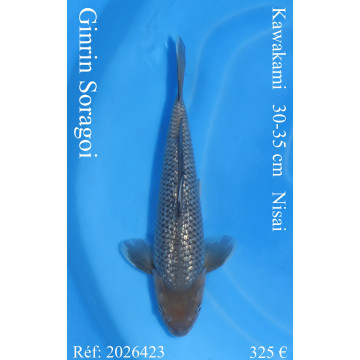Koi Japan Nisai Ginrin Soragoi kweker Kawakami 30-35 cm