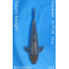 Koi Japan Nisai Ginrin Soragoi kweker Kawakami 30-35 cm