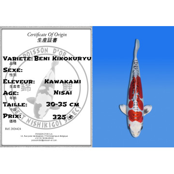 Koi Japan Nisai Beni Kikokuryu kweker Kawakami 30-35 cm