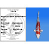 Koi Japan Nisai Beni Kikokuryu kweker Kawakami 30-35 cm