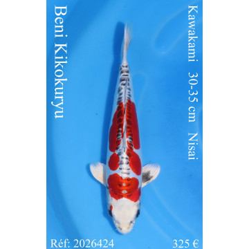 Koi Japan Nisai Beni Kikokuryu kweker Kawakami 30-35 cm