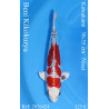 Koi Japan Nisai Beni Kikokuryu kweker Kawakami 30-35 cm