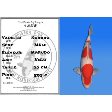 Koi Japan Nisai Kohaku Man kweker Marudo 55 cm