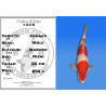 Koi Japan Nisai Kohaku Man kweker Marudo 55 cm