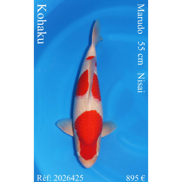 Koi Japon Nisai Kohaku Male eleveur Marudo 55 cm