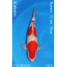 Koi Japan Nisai Kohaku Man kweker Marudo 55 cm