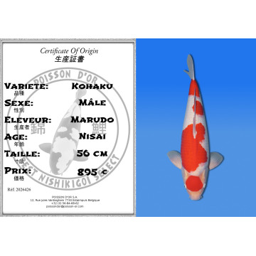 Koi Japan Nisai Kohaku Man kweker Marudo 56 cm