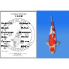 Koi Japon Nisai Kohaku Male eleveur Marudo 56 cm