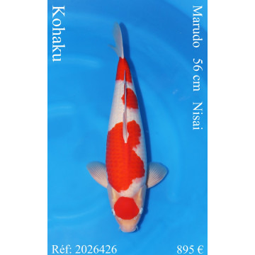 Koi Japon Nisai Kohaku Male eleveur Marudo 56 cm