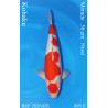 Koi Japon Nisai Kohaku Male eleveur Marudo 56 cm