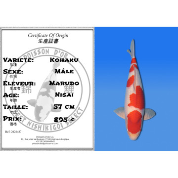 Koi Japon Nisai Kohaku Male eleveur Marudo 57 cm