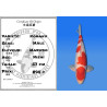 Koi Japon Nisai Kohaku Male eleveur Marudo 57 cm