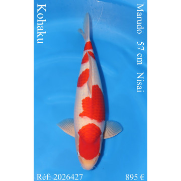 Koi Japon Nisai Kohaku Male eleveur Marudo 57 cm