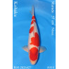 Koi Japan Nisai Kohaku Man kweker Marudo 57 cm