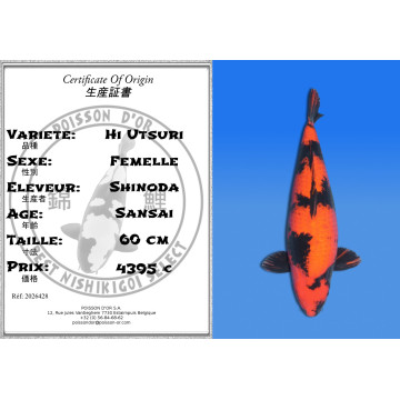 Koi Japan Sansai Hi Utsuri Vrouw kweker Shinoda 60 cm