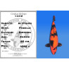 Koi Japan Sansai Hi Utsuri Vrouw kweker Shinoda 60 cm