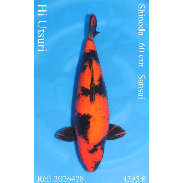 Koi Japon Sansai Hi Utsuri Femelle eleveur Shinoda 60 cm